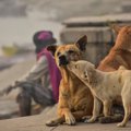 野良犬の子育ては母…
