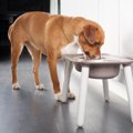 犬に絶対NGな『食器…