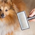 犬用のスリッカーブラシの人気おすすめランキングTOP5！選び方や手入れの方法とは