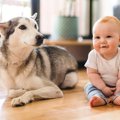 『犬にフローリング…