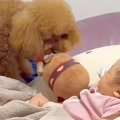 転がる赤ちゃんに『…