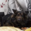あなたの愛犬はどう…