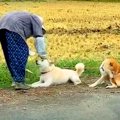 『柴犬夫婦とおばあ…