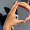 【バズ動画】かお！…