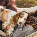 犬が「飼い主のお腹…