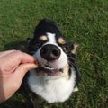 犬が『わがまま』に…