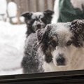 「犬は寒さに強い」…