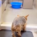 お風呂が嫌いな犬→『…