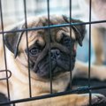 犬がケージから脱走…