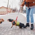 愛犬が他の犬に『威…