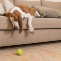 老犬の『お留守番中…
