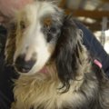 子犬工場から救出さ…