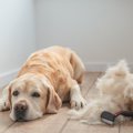 愛犬がブラッシング…
