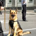英国の動物虐待に対…