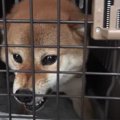 【危険！咬む柴犬】…