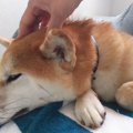 愛犬に「ありがとう…