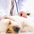 犬の危険な『痙攣』3…