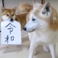 わんこ達から重要な…