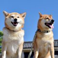 『日本犬あるある』…