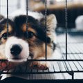犬のケージにおける…