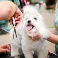 犬のトリミングをす…