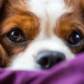 愛犬が好きすぎてつ…