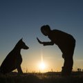 犬が人間と共生でき…