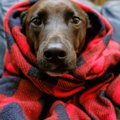 犬の震えが止まらな…