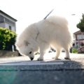 犬が散歩中にする行…