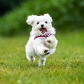 『コロコロした犬種…
