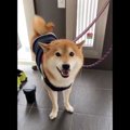 お散歩から帰ったら……