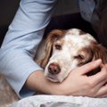 愛犬の介護が飼い主…