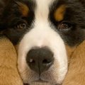 『ウサギが2羽いるの…