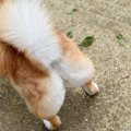 犬が『おしりを地面…