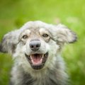 犬が心から楽しんで…