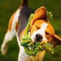 犬が『おもちゃを振…