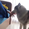 飼い主を起こすため…
