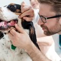 犬を歯周病にさせて…