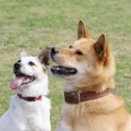 犬の里親になるには…