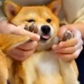 肉球をマッサージし…