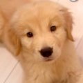 体重3キロの『大型犬…