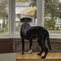 犬の分離不安と飼い…
