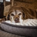 高齢犬が『夜に寝な…