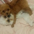 犬の発情期とは？時…
