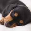 犬の迎え方！初めて…