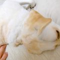 ママを無視する大型…