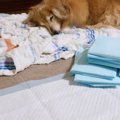 犬が『老犬』になる…