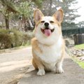 愛犬の行動でヒヤヒ…
