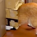 『絶対にお風呂には…