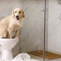 犬がウンチの後にす…